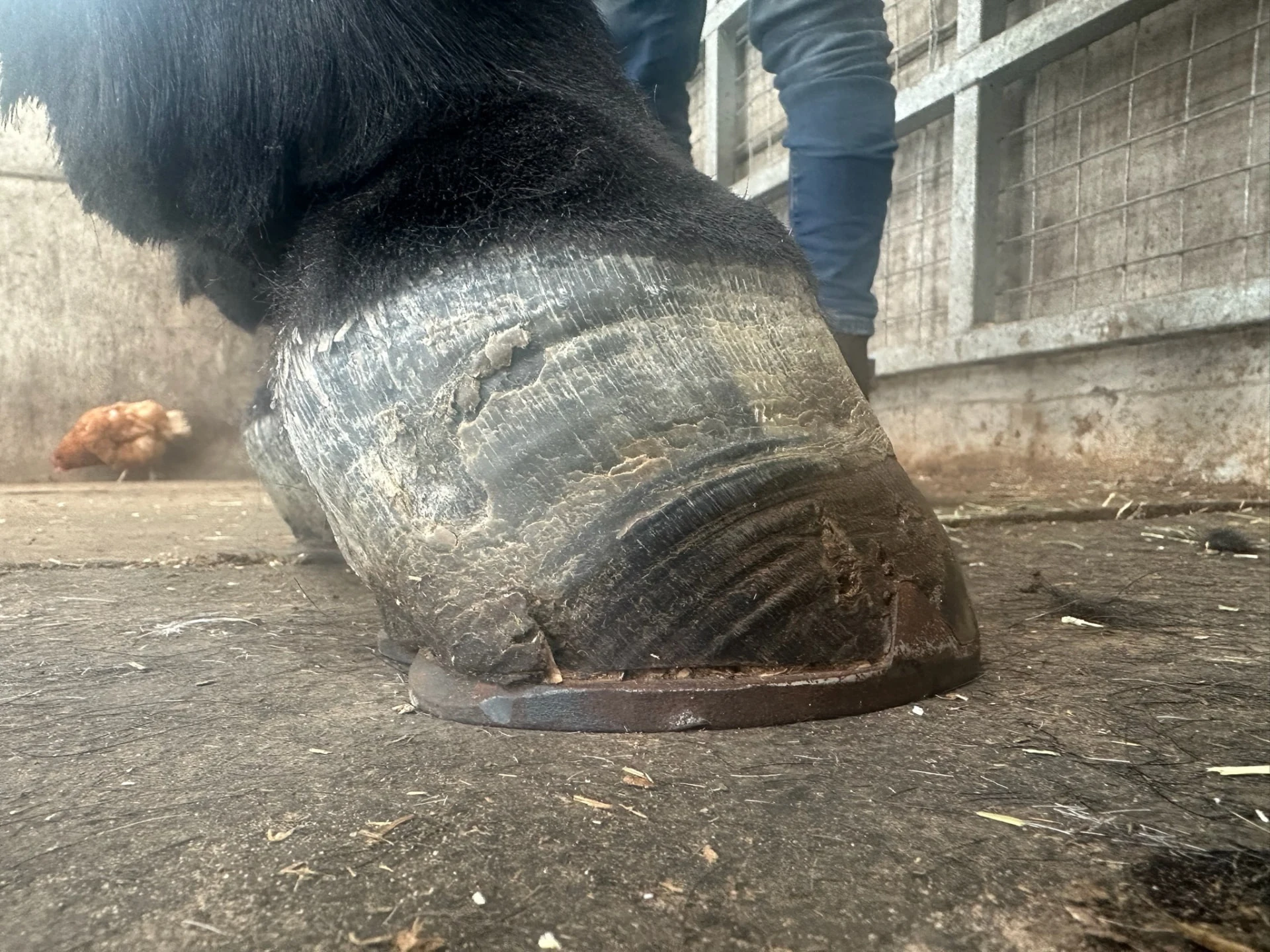 Hector’s shod foot from the side at ground level, showing the hoof capsule, shoe and ground plane