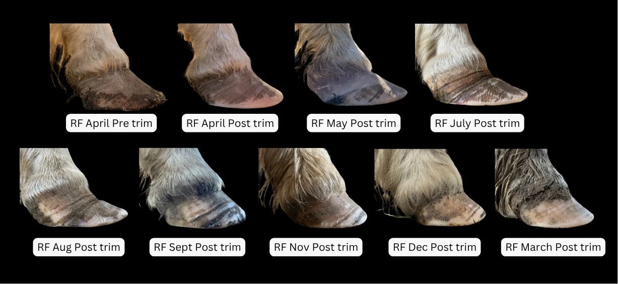 A sequence of nine labelled photographs of a pony's right fore hoof, taken between April and March over around eleven months, showing the hoof capsule change from divergent to healed and balanced