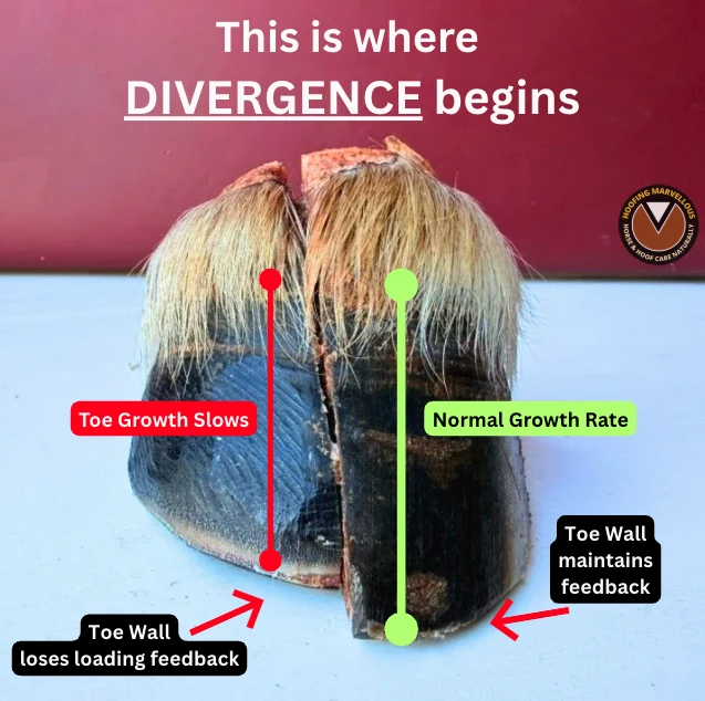 Annotated front view comparing the toe walls and growth on two sides of the same cadaver hoof