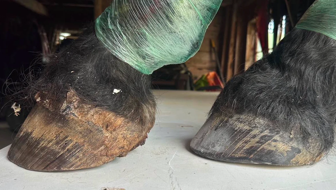 Two side views of the same draft horse's hoof: before the trim on the left, after the trim on the right - before, side view