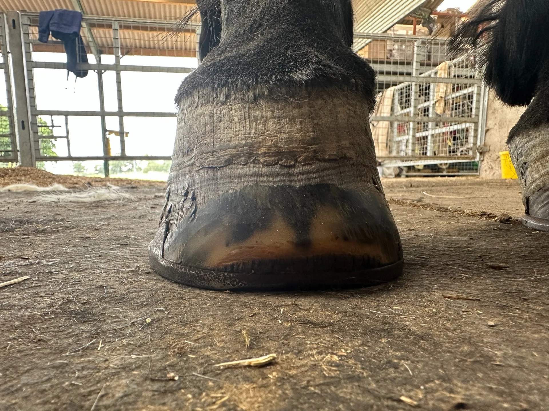 Hector’s foot from the front at ground level, showing the hoof wall and growth rings