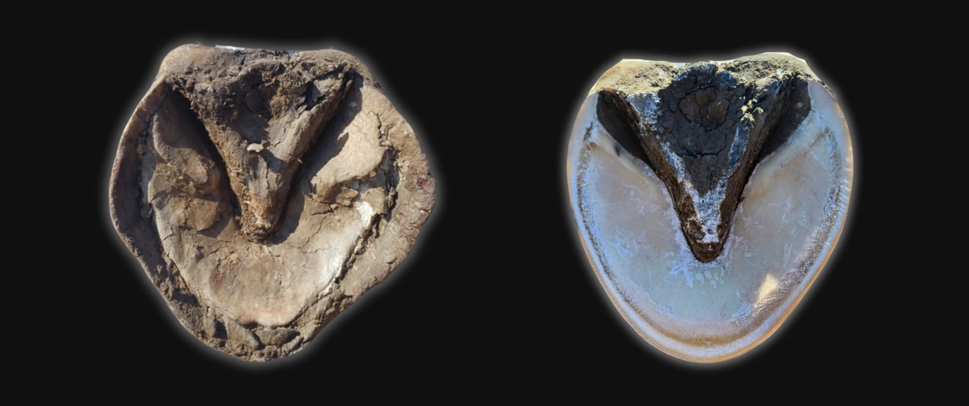 Two hoof photographs side by side