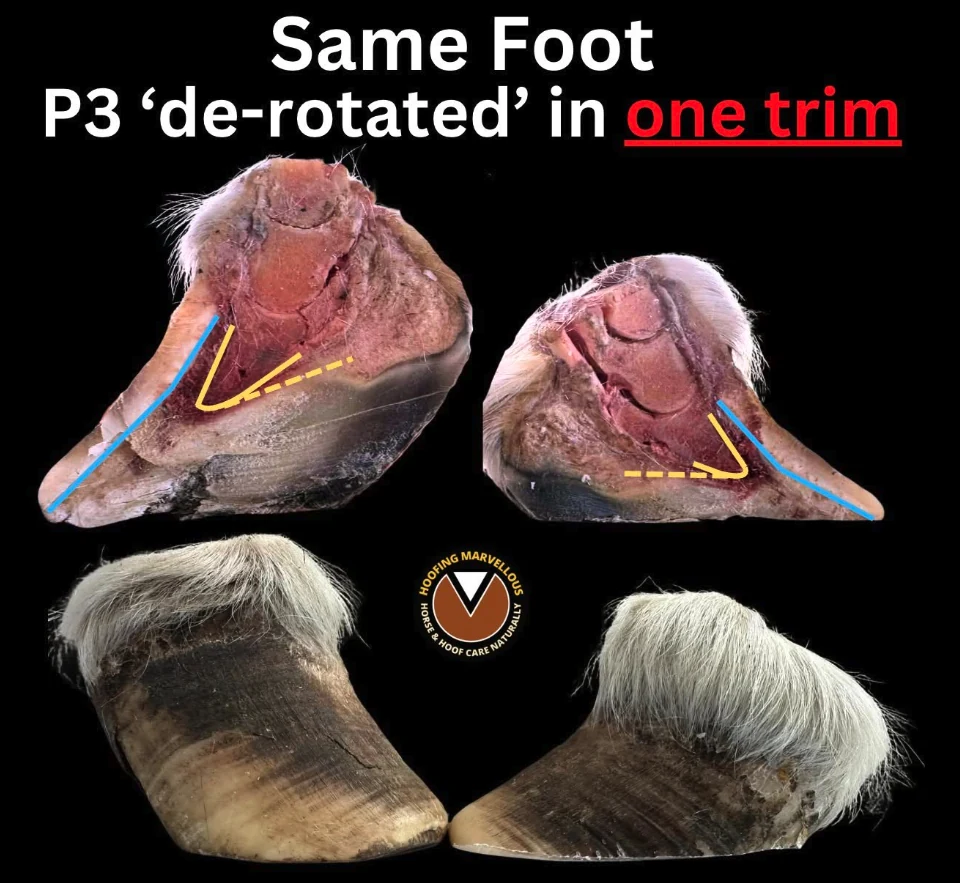 Annotated graphic titled “Same Foot: P3 ‘de-rotated’ in one trim”, showing two cut sections and two outside views of the same cadaver pony hoof, with P3 outlined in yellow and the inner hoof wall in blue