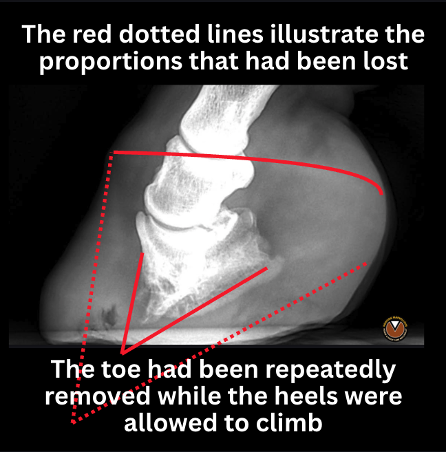 Barefoot pony radiograph with red lines marking the proportions that had been lost as the toe was repeatedly removed while the heels climbed