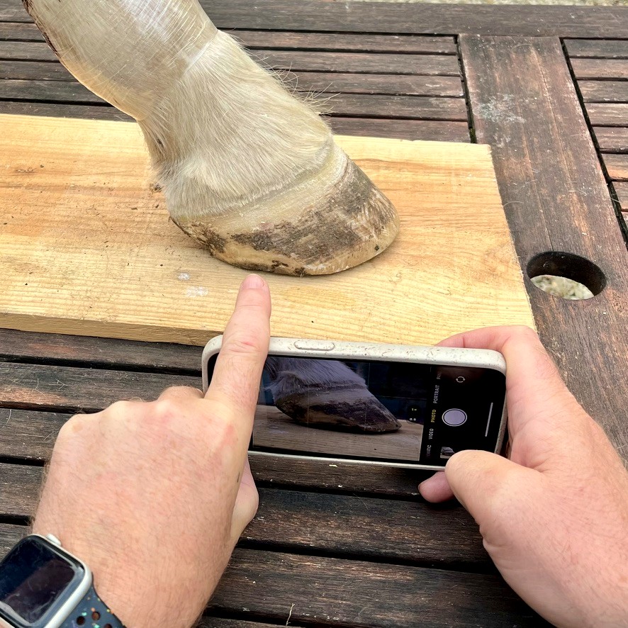 Hands photographing a hoof at ground level with a phone to record a consistent view