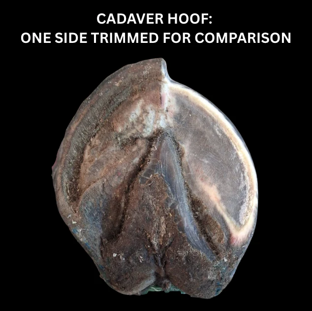 A cadaver hoof photographed from below, one side trimmed and the other left untrimmed for comparison