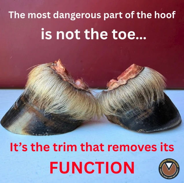 Two hoof sections showing the two different trim choices, with the supplied graphic's explanatory text
