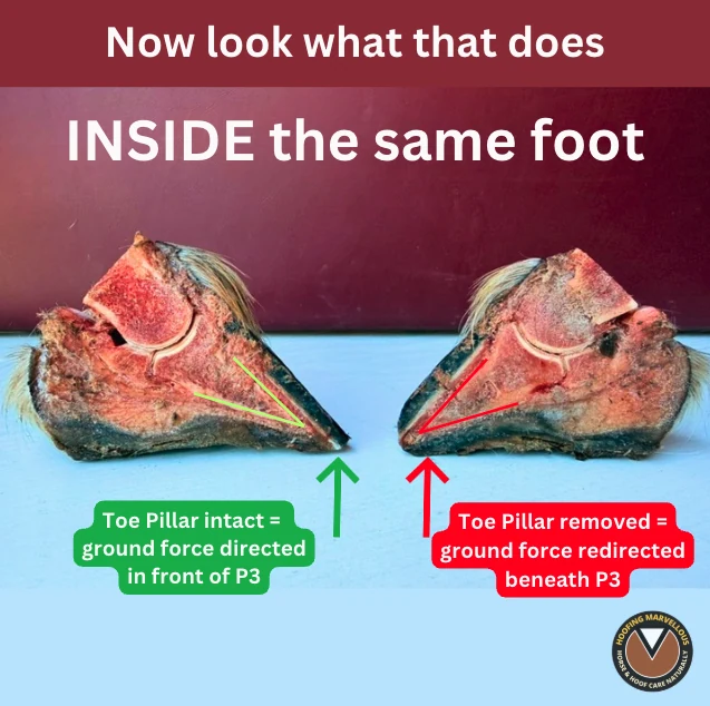 Annotated cut sections of the same cadaver foot showing the two trim decisions beside the internal structures