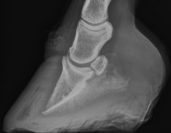 Original radiograph 4 of five, lateral view of a horse's hoof