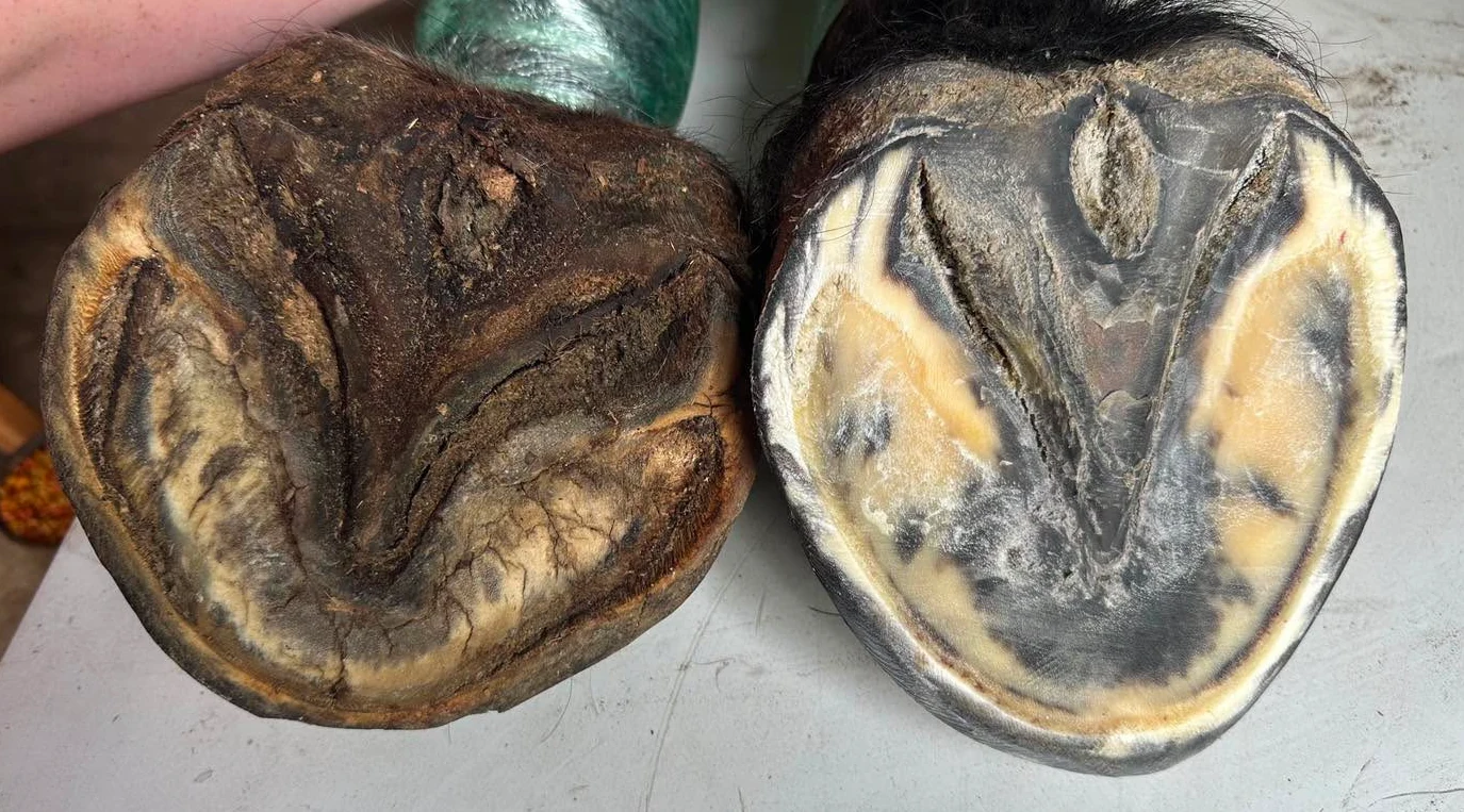 Two solar views of the same draft horse’s hoof side by side: before the trim on the left, with overgrown wall and bars, and after the trim on the right