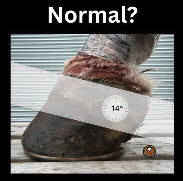 Photograph of a cadaver hoof beneath the word “Normal?”, with a 14° coronary band angle measured across the coronary band