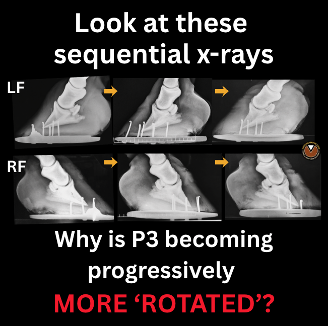 Annotated sequential radiographs comparing heel height and the apparent orientation of P3