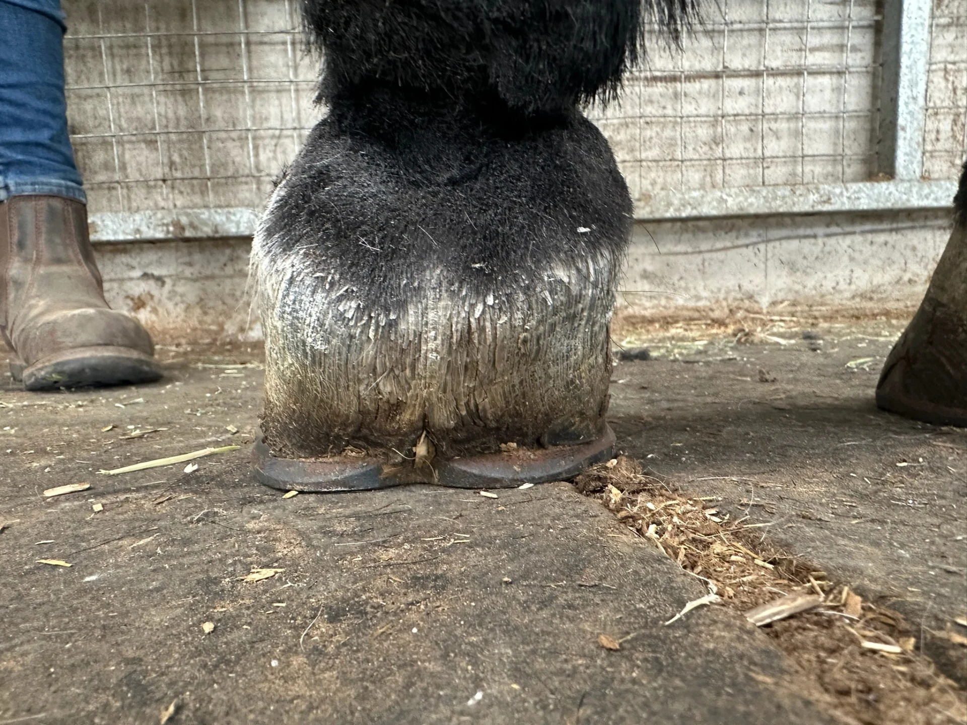 The same foot from behind at ground level, showing the heels and shoe