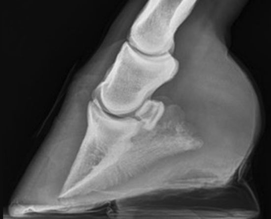 Original radiograph 3 of five, lateral view of a horse's hoof