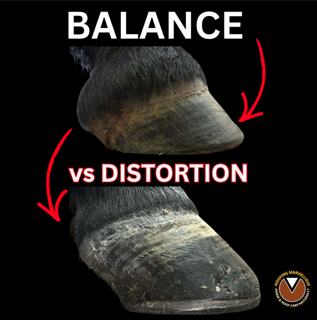 Two hooves side by side titled “Balance vs Distortion”: a proportionate capsule trimmed to anatomical balance above, and a similar foot with high heels, distortion and a heart bar shoe below