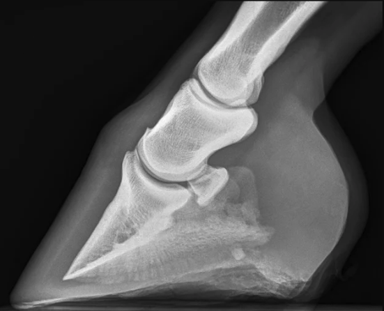 Original radiograph 1 of five, lateral view of a horse's hoof