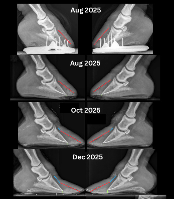Radiograph sequence labelled August 2025, October 2025 and December 2025