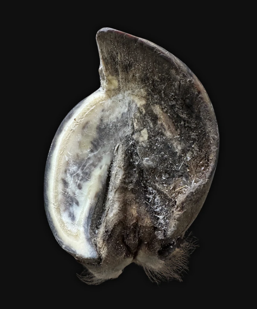 Sectioned equine hoof showing the internal foot and surrounding hoof capsule