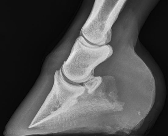 Original radiograph 2 of five, lateral view of a horse's hoof