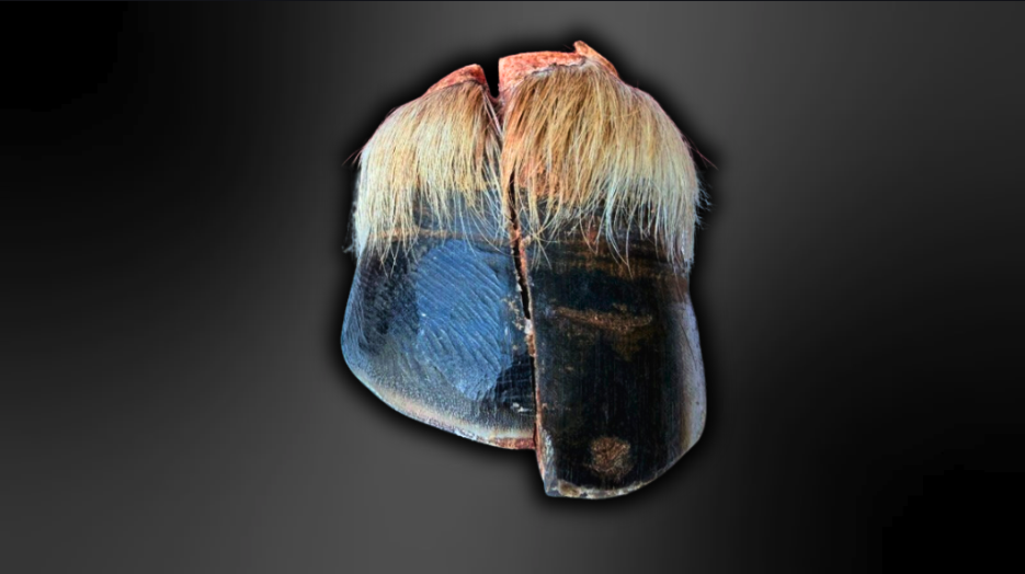 Two halves of a horse's hoof shown side by side