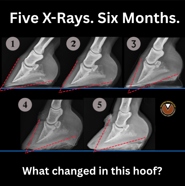Five numbered radiographs of a horse's hoof arranged in sequence, with red dotted reference lines