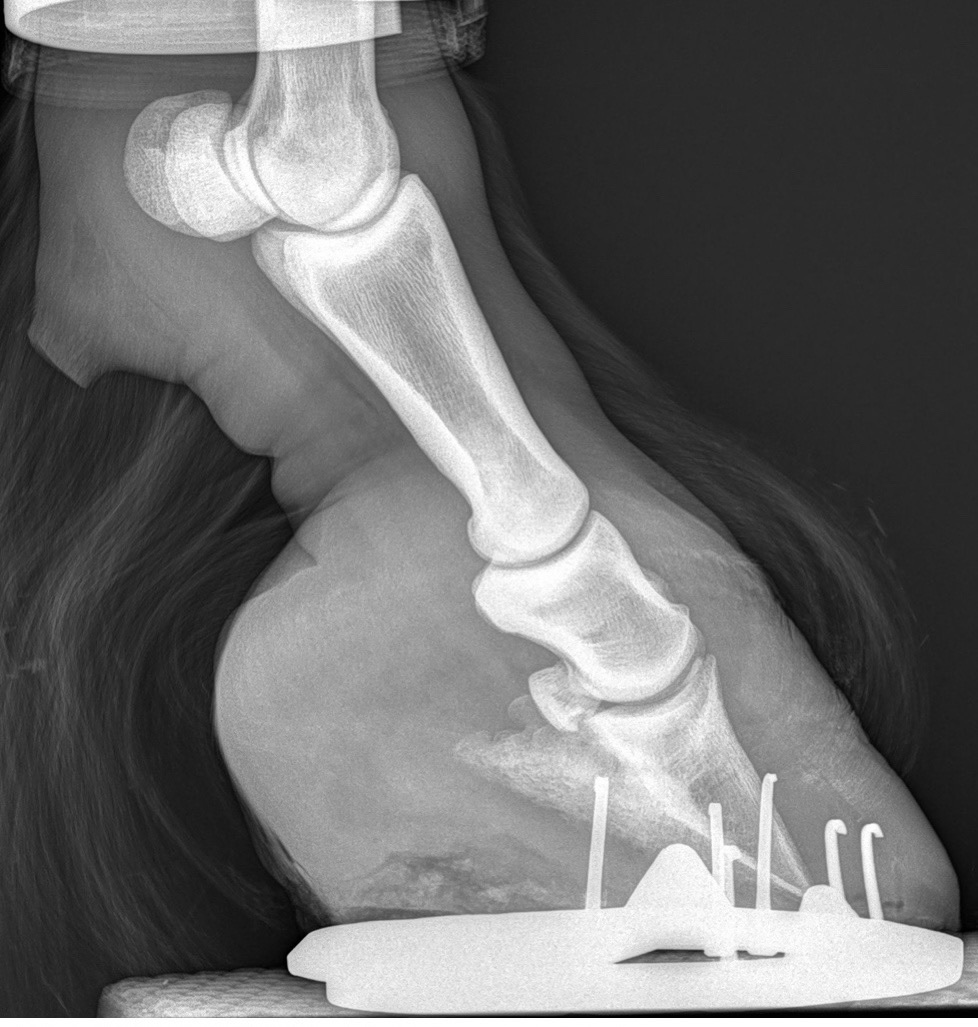 Lateral radiograph of Hector’s foot showing the bones of the lower limb within the hoof capsule