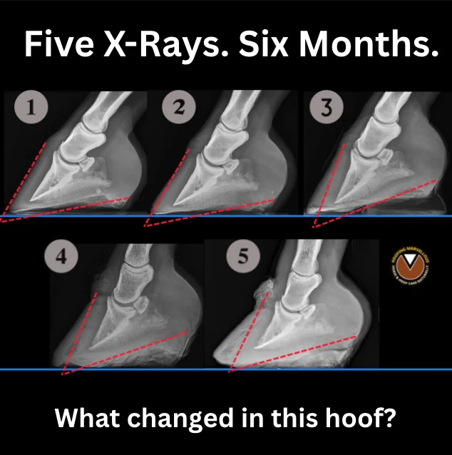 Five numbered radiographs of a horse's hoof arranged in sequence, with red dotted reference lines