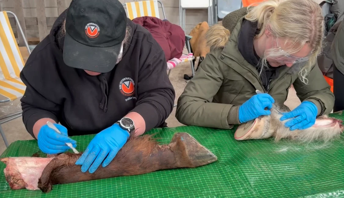 Two HMB Pro students studying hoof anatomy together