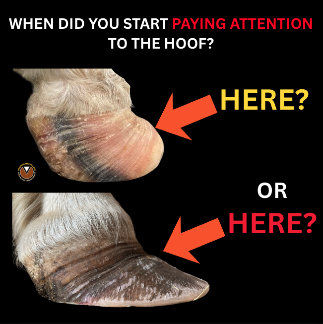 Graphic comparing the hooves of two different ponies; the lower photograph shows a pony during rehabilitation