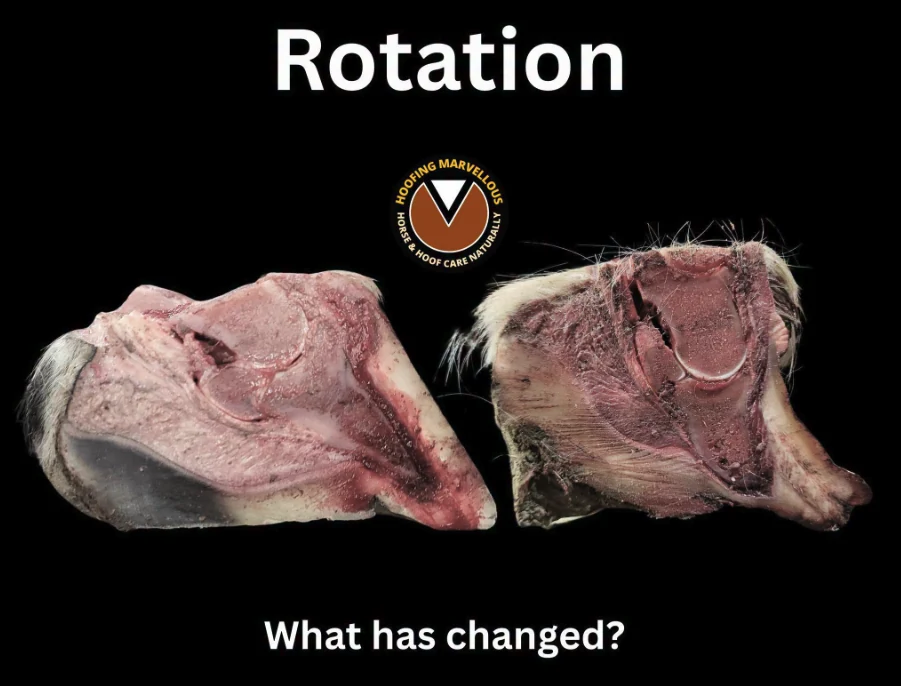 Two cut cadaver hoof sections side by side on a dark background, beneath the title “Rotation: What has changed?”