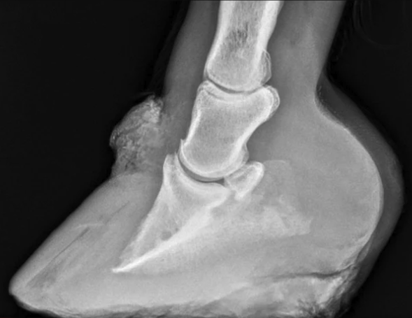 Original radiograph 5 of five, lateral view of a horse's hoof