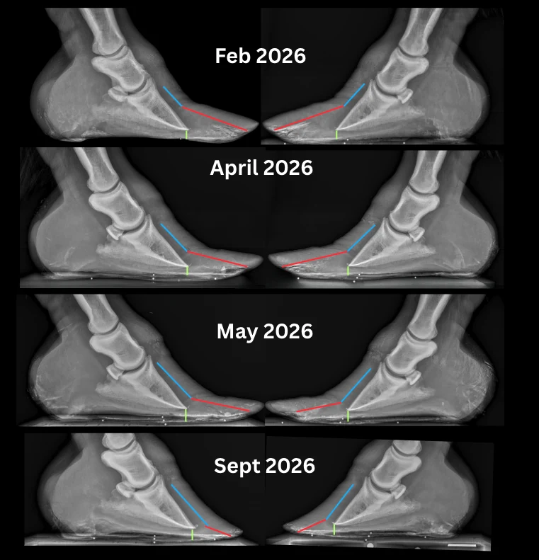 Radiograph sequence labelled February 2026, April 2026, May 2026 and September 2026