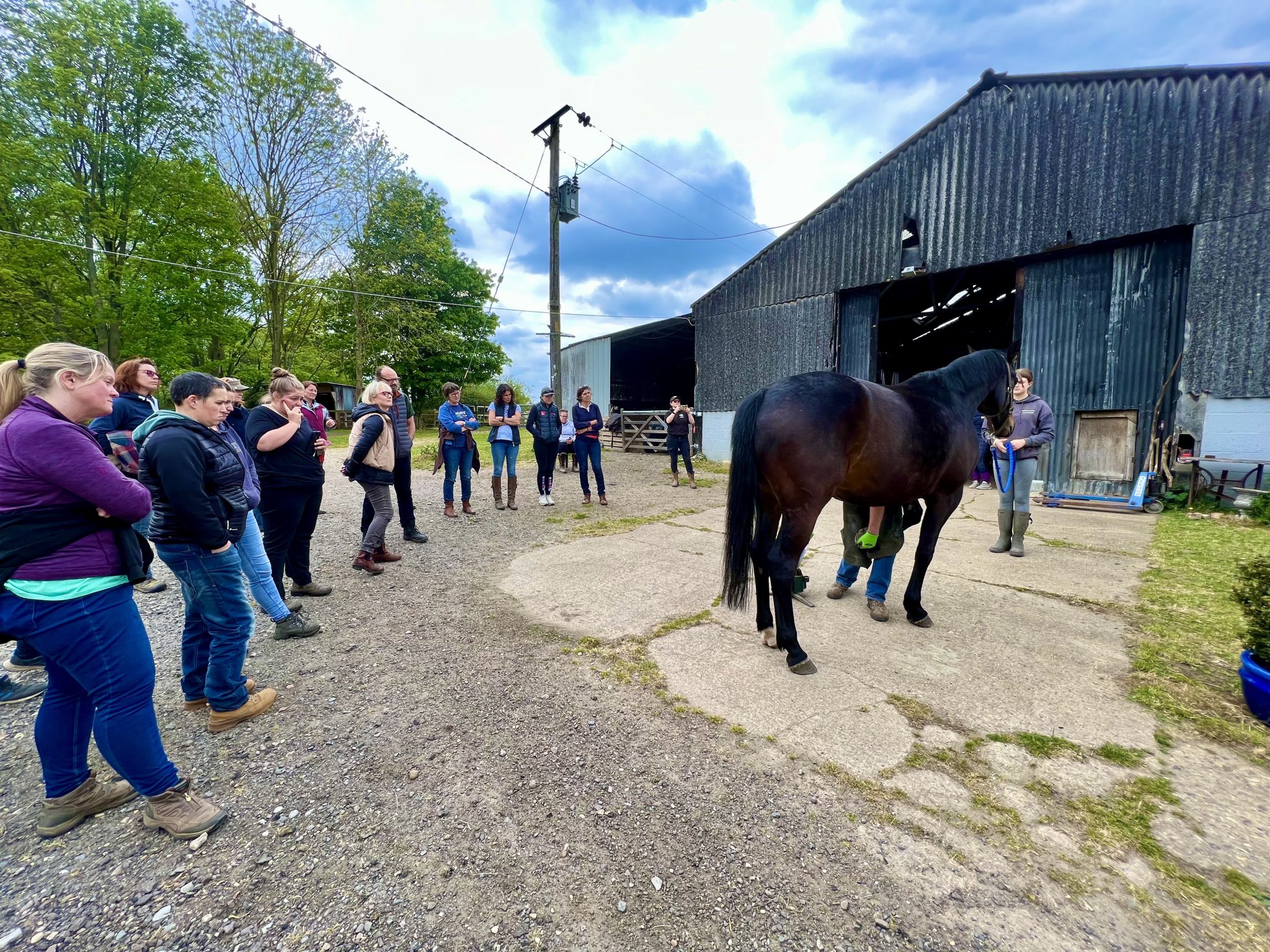 Hoofing Marvellous Horse & Hoof Care Naturally
